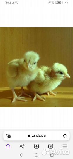 Цыпленок