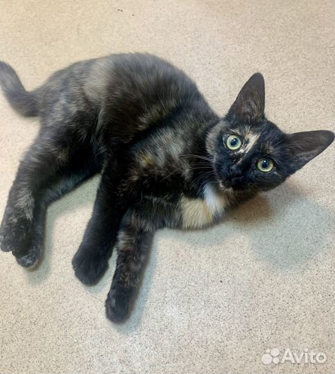 Пристраивается котенок-девочка