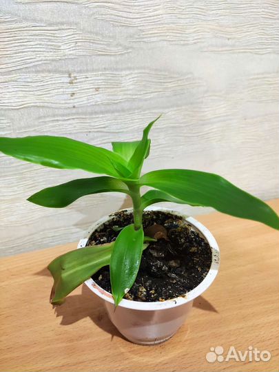 Лекарственные растения - Золотой ус