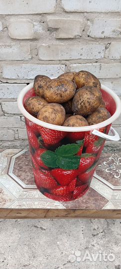 Продам картофель