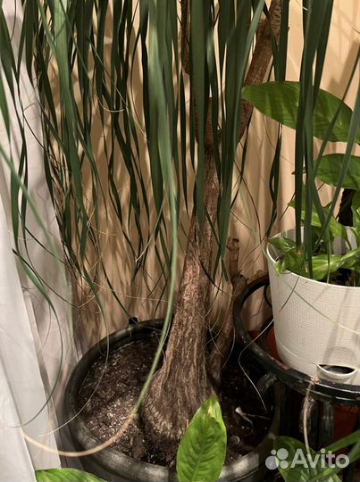 Пальма нолина