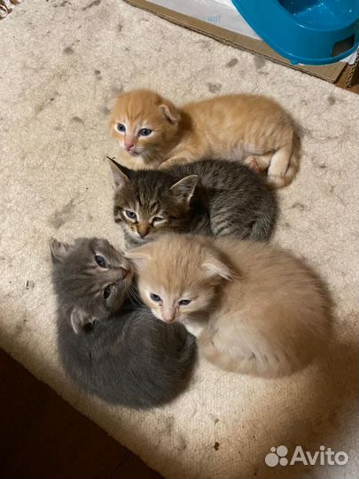 Котята в добрые руки мальчики