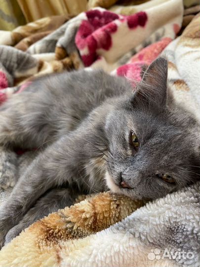 Котенок в добрые руки