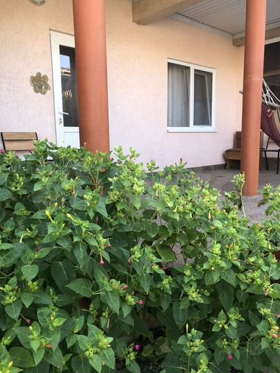 Комната 35 м², 1/1 эт.