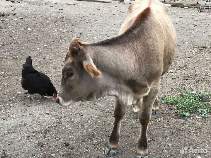 Корова и телята