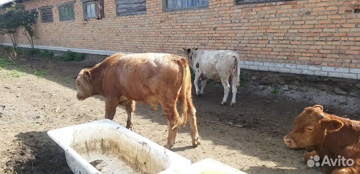 Бычки и телки