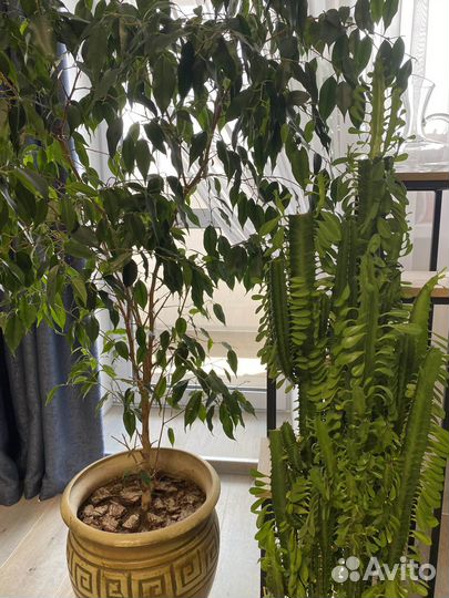 Фикус & Молочай