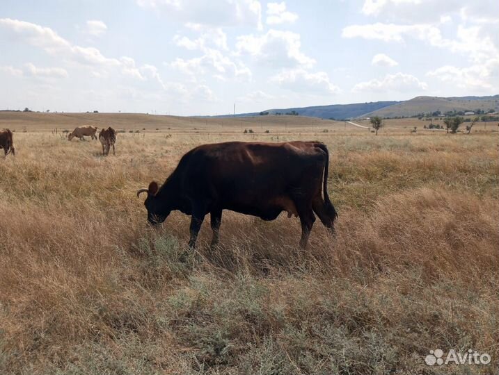 Коровы дойные молочные