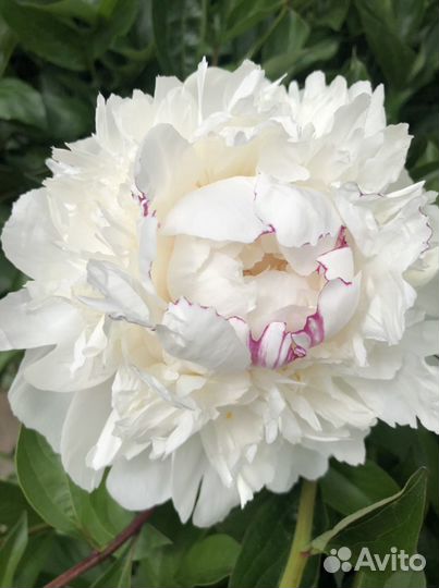 Пион «Фестива Максима»