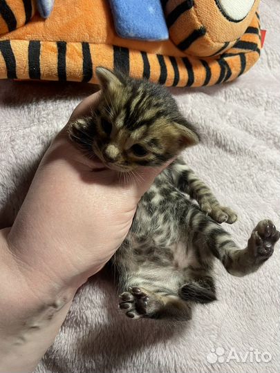 Шелковые бронзовые малыши