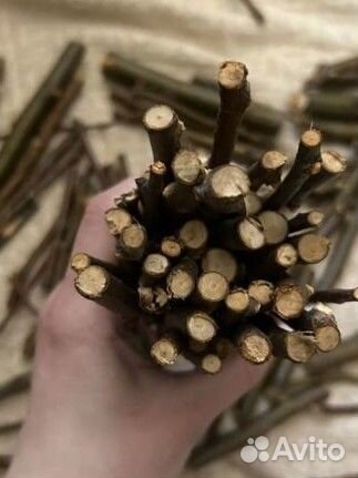 Лакомство для грызунов попугаев