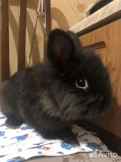 Декоративный крольчонок карлик шесть месяцев