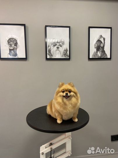 Услуги грумера