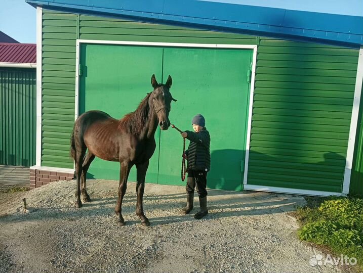 Жеребец орловский