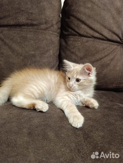 Солнечные котята