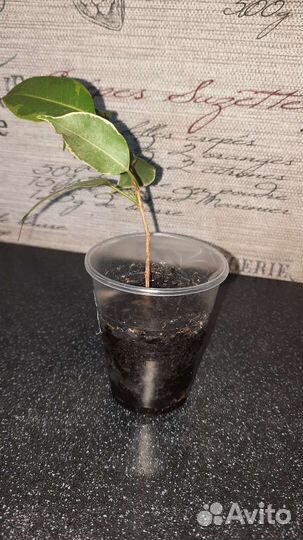 Фикус пестролистный