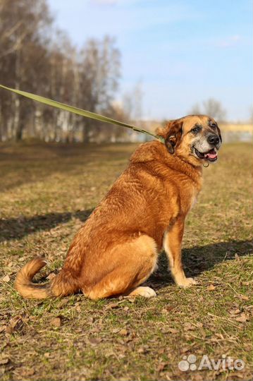 Мечтает стать домашним