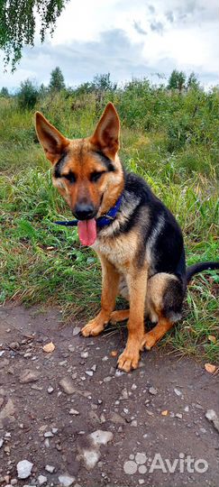 Бесплатно Молодой кобель