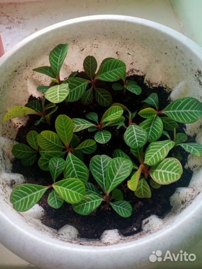 Молочай, хлорофитум