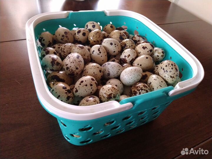 Яйца перепелиные столовые и инкубационные
