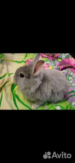 Карликовые крольчата