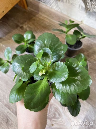 Каланхоэ Каландива (белый)