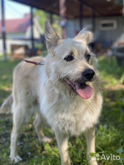 Собака в добрые руки отдам бесплатно