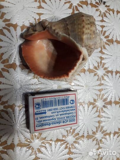 Раковины рапаны