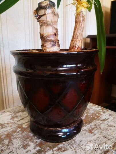 Комнатные растения, цветы в горшке