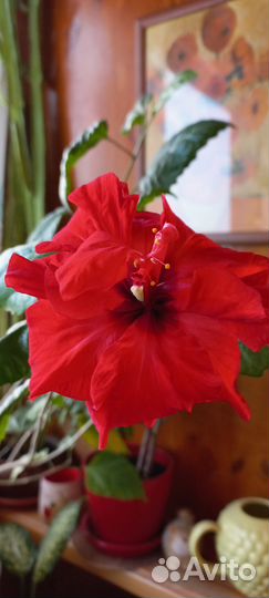 Аукуба,гибискус,сингониум,шефлера,бегония