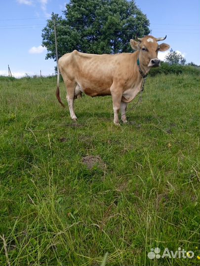 Бычки и корова