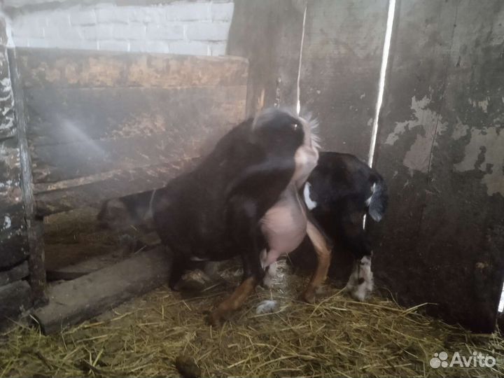 Коза нубийская