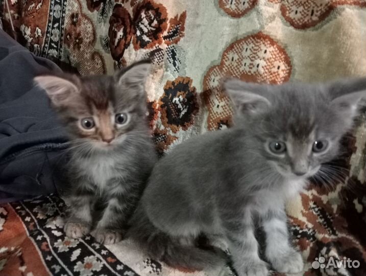 Отдам в добрые руки