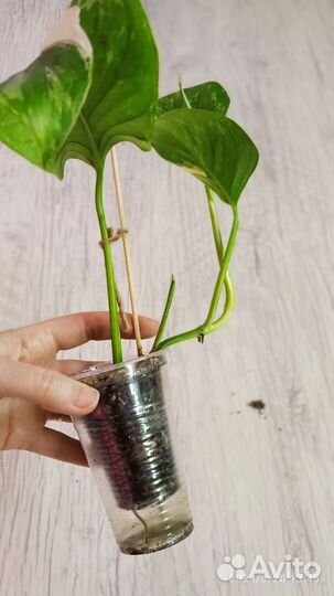 Монстера lechleriana variegated