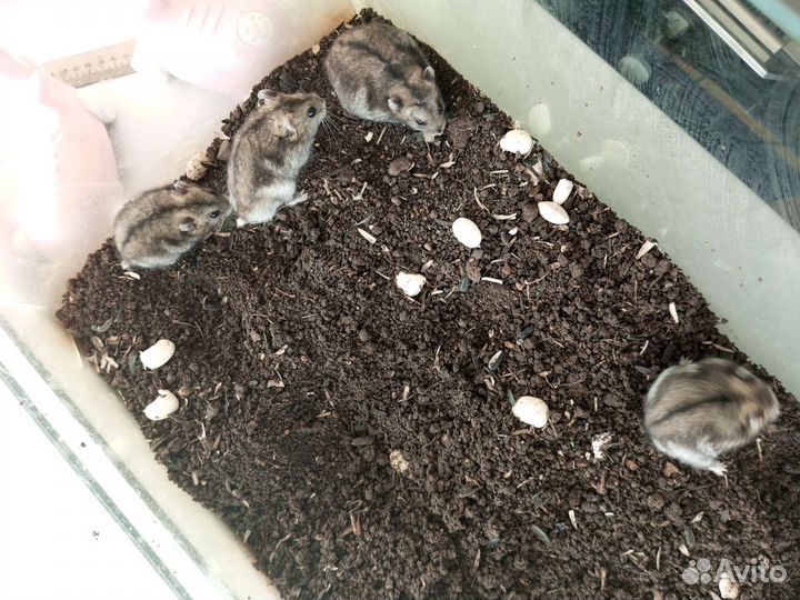 Хомячки джунгарики мальчики и девочки