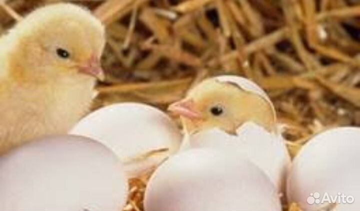 Инкубационное яйцо коб 700