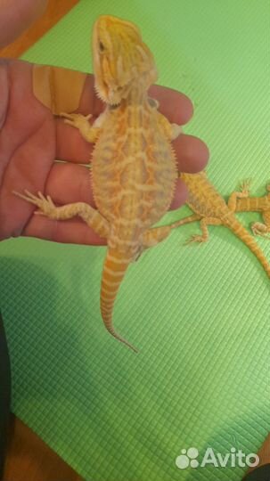 Агама Цитрус Leatherback