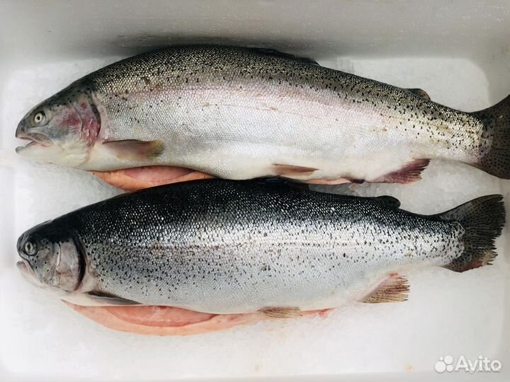 Форель охлажденная из Мурманска