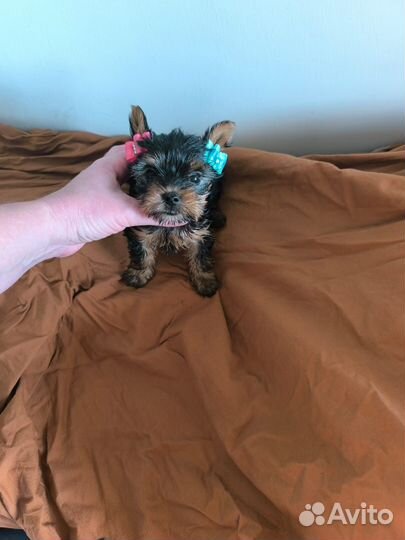 Девочка Йоркширский терьер мини доставка