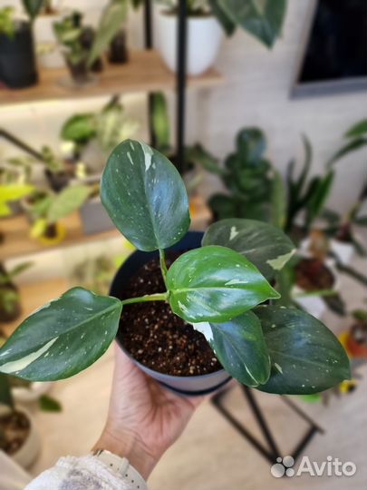 Филодендрон Вайт Визард, аглаонема Сильвер Квин