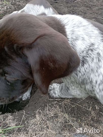 Щенки курцхаара