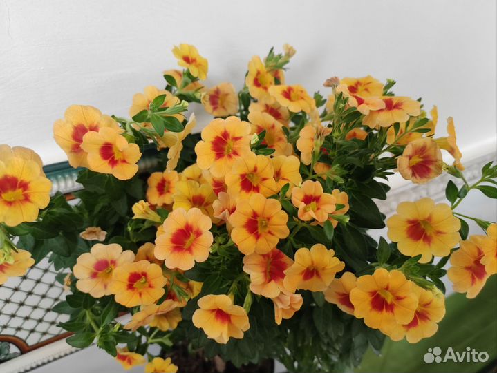 Калибрахоа