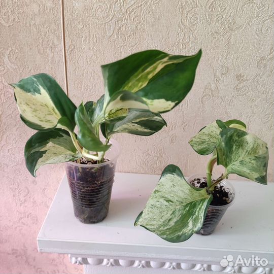 Эпипремнум