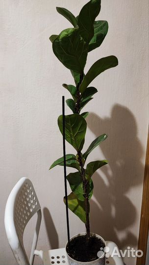 Фикус Лирата колумнарис