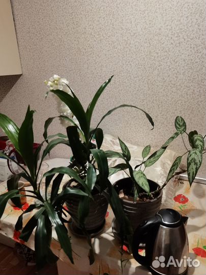 Комнатные цветы