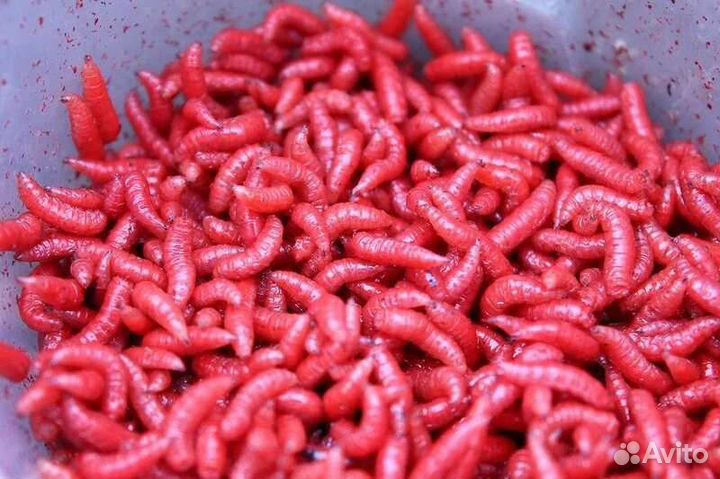 Опарыш белый кормовой 1 литр