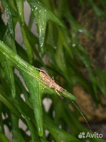 Мексиканские кузнечики