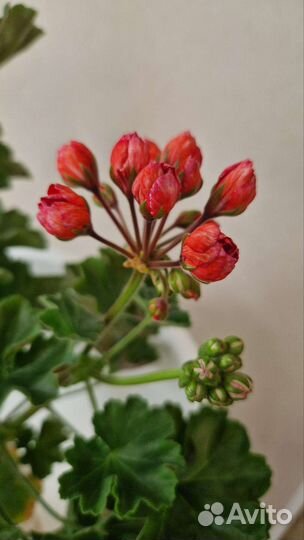 Пеларгония тюльпановидная Victoria Andrea