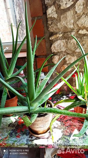 Алоэ возраст - 40 лет