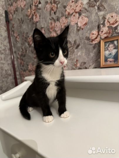 Котик в добрые руки